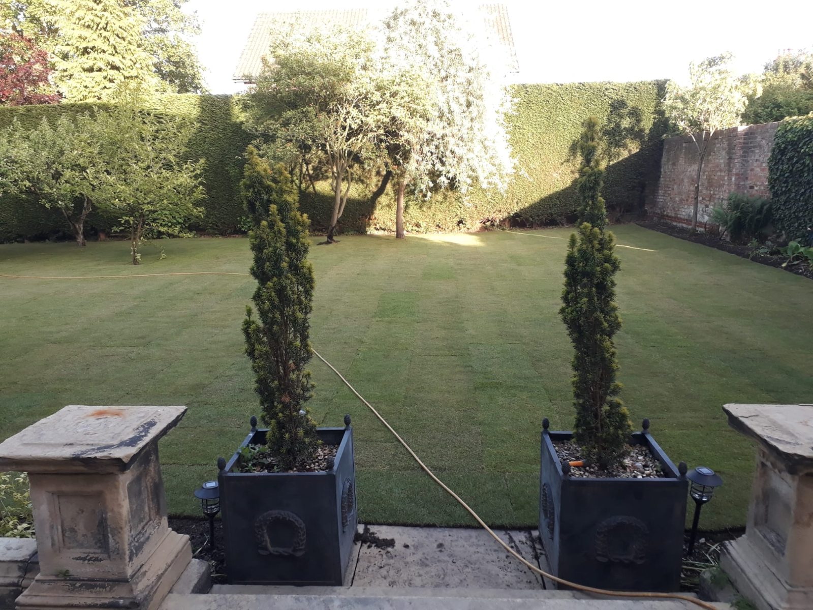 Formal lawn re-turfed between topiary planters