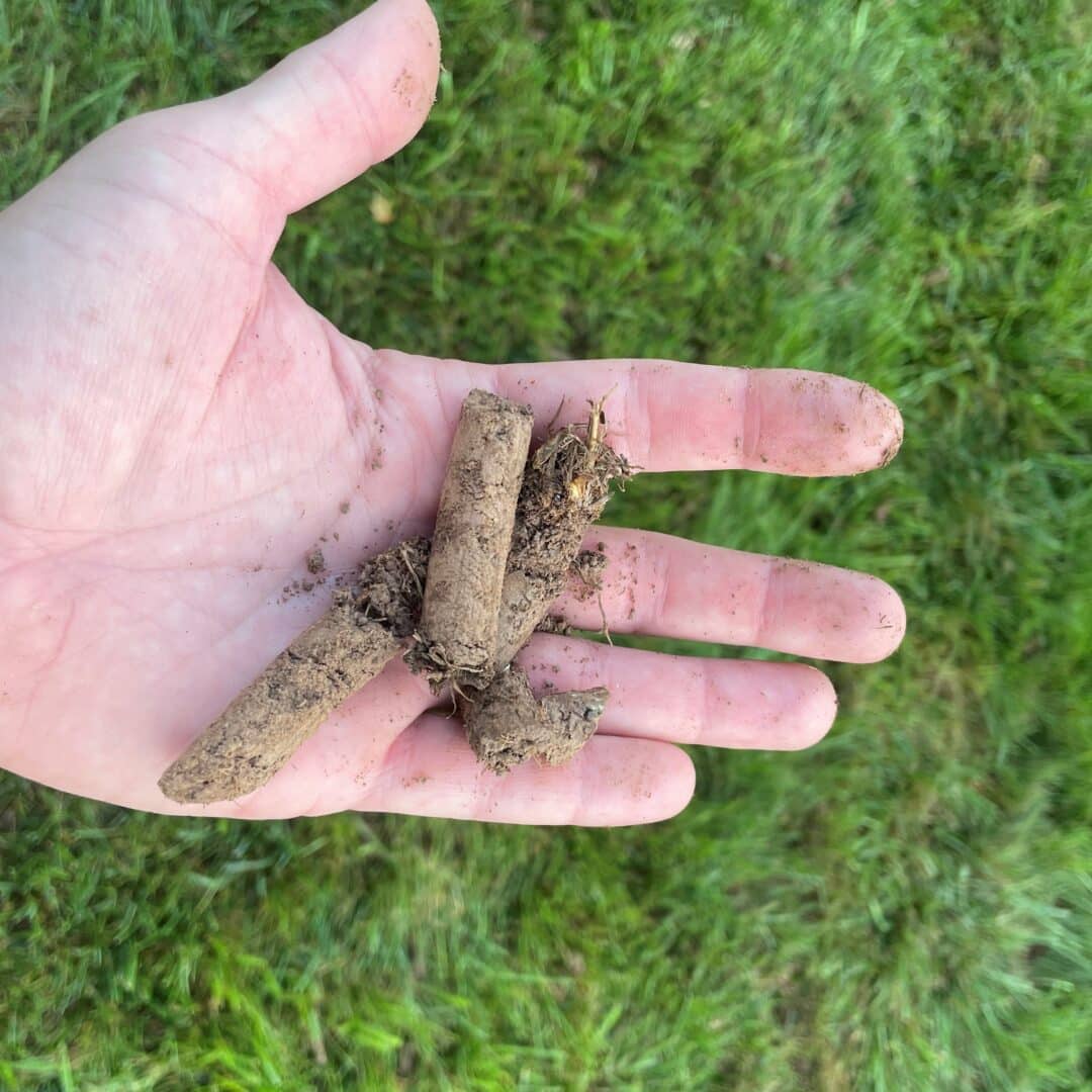 Lawn surface with soil cores pulled out after core aeration