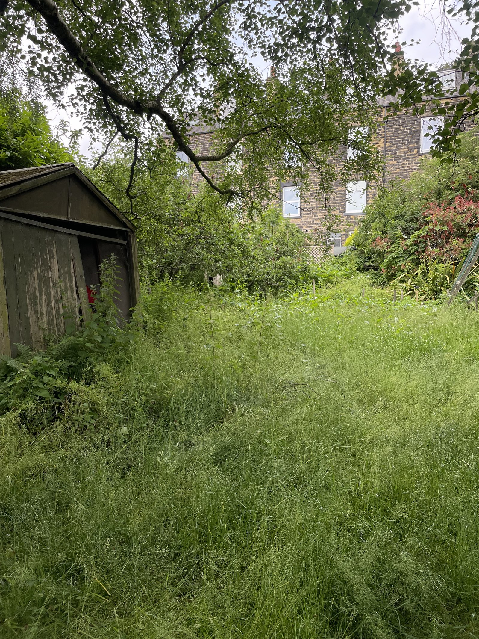 Garden before transformation